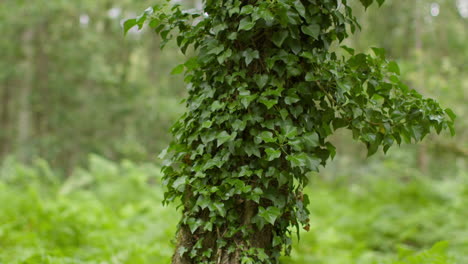 close up of ivy growing on trunk of tree in forest