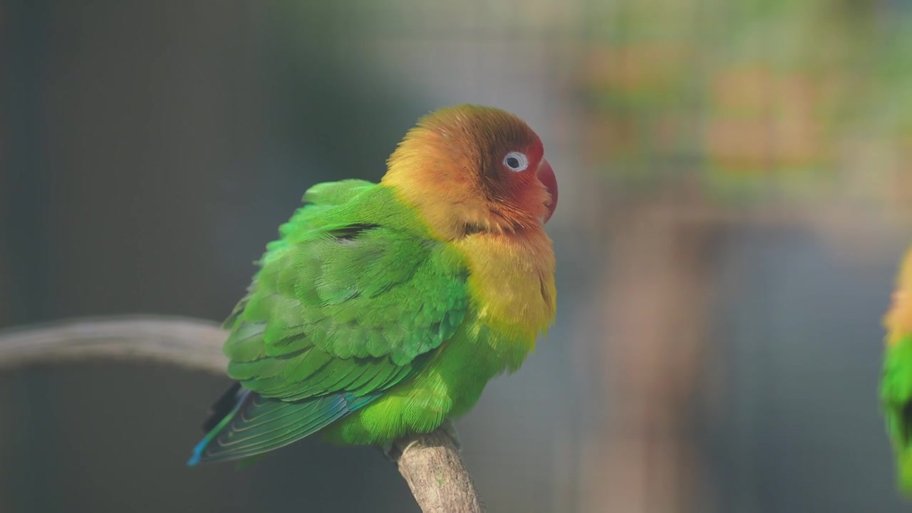 Inseparabile colorato appollaiato su un ramo che sbatte le palpebre e si guarda intorno