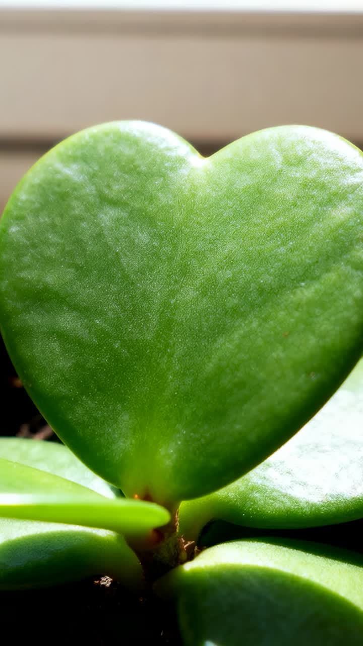 Video verticale: camera che si sposta rivelando una foglia grassa a forma di cuore sul davanzale, mostrando il nodo