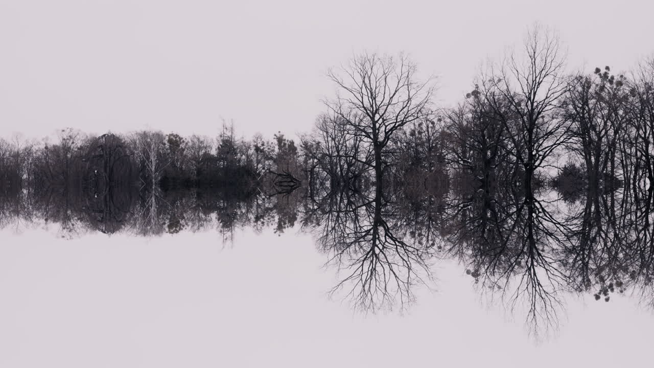 Reflected Forest Landscape
