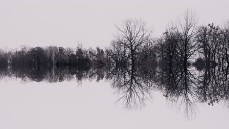 Reflected Forest Landscape