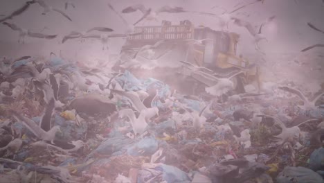 Pink-glowing-lights-over-birds-in-rubbish-disposal-site