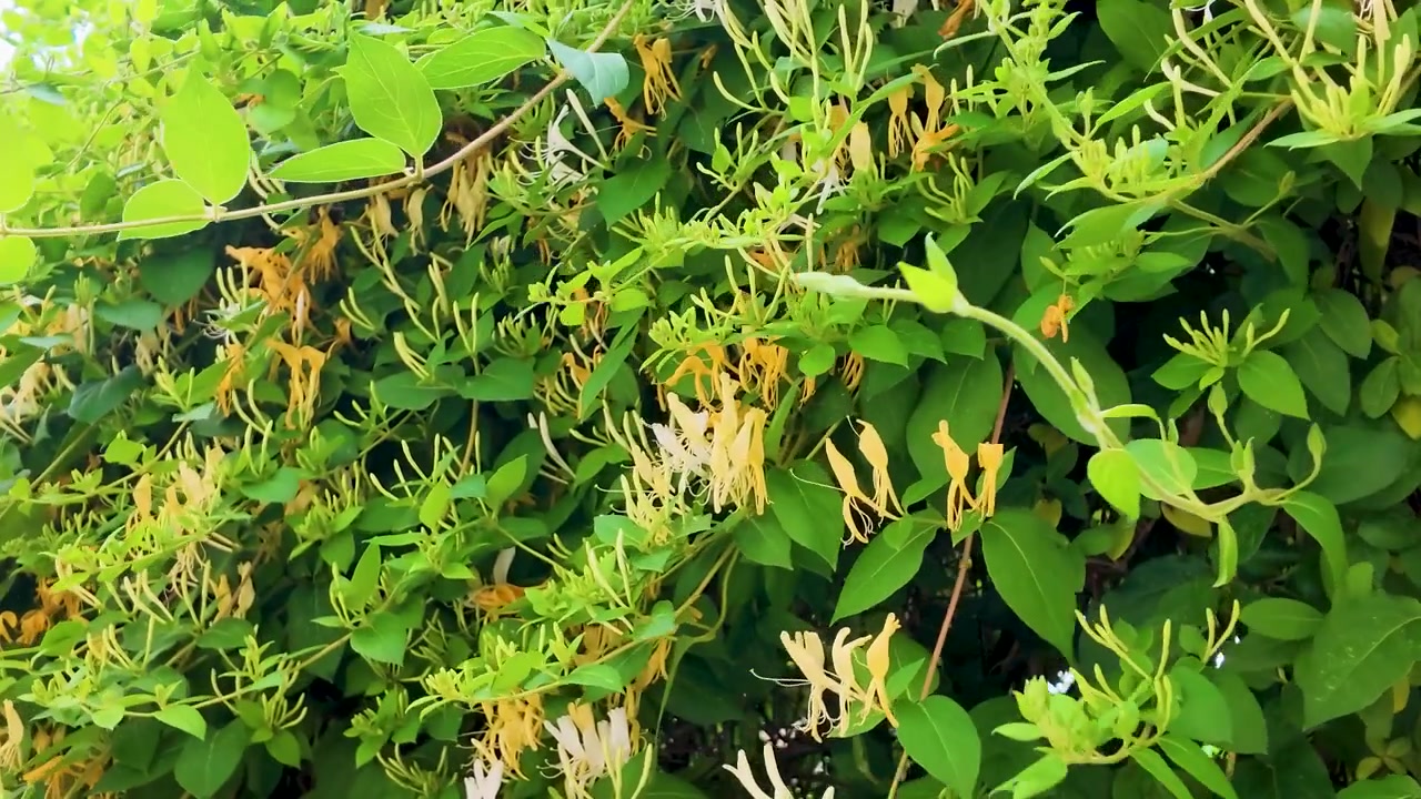 Yaz bahçesinde nazikçe sallanan Lonicera japonica çiçekleri ve yeşil yapraklarının yakın çekimi.