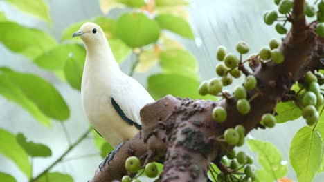 Pigeon-in-nature