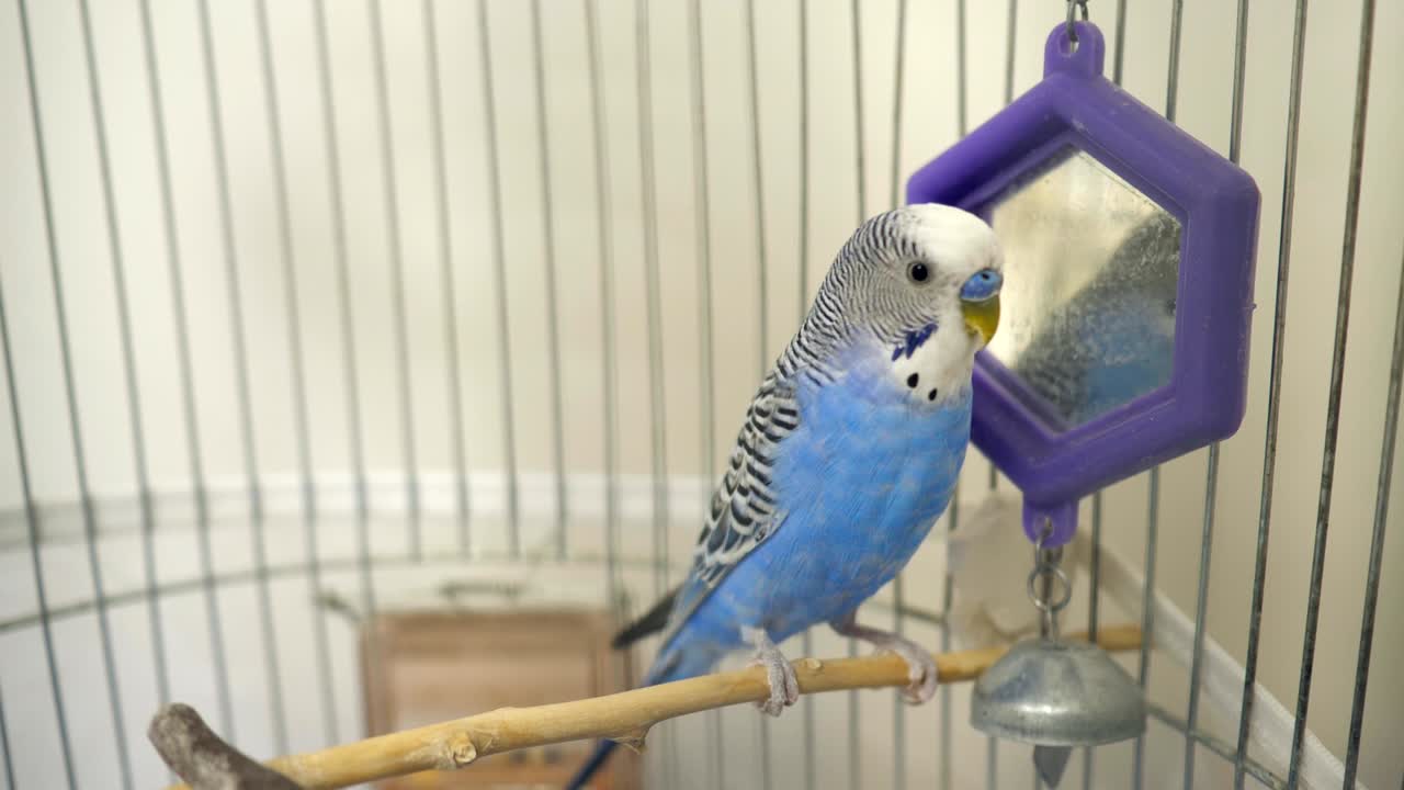 el loro budgie azul doméstico en jaula