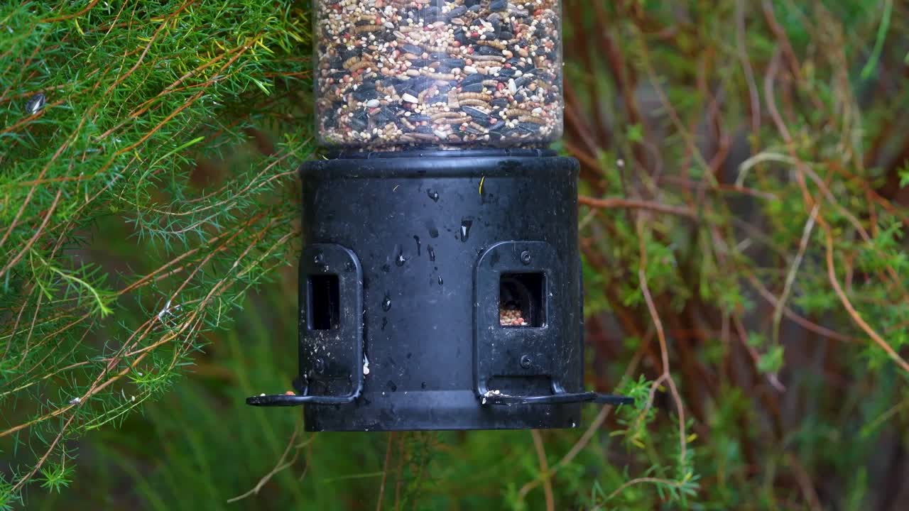 A House Sparrow feeds at a Southern California Bird Feeder