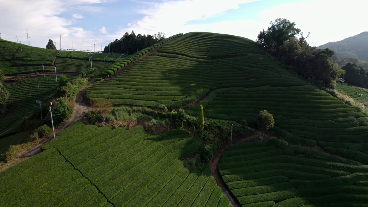 Aerial drone fly Japanese Green Tea Matcha plantations, Uji terraces in Kyoto