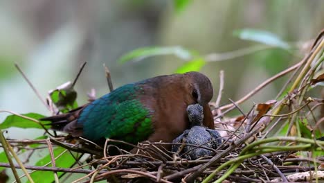 The-Common-Emerald-Dove-is-common-to-Asian-countries-and-it's-famous-for-its-beautiful-emerald-coloured-feathers