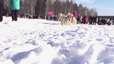 dog sledding competition in the snow