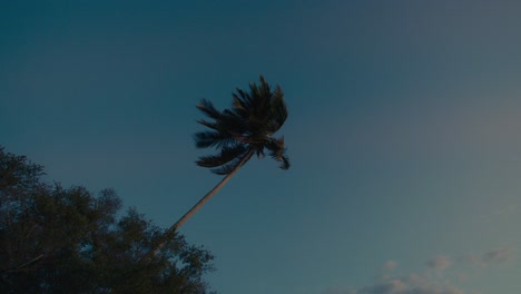 palmera en el viento