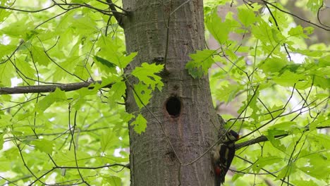 Great-Spotted-Woodpecker-Climbing-Up-Tree-To-Give-Food-To-Partner