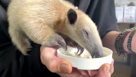 tamandua in animal rescue center