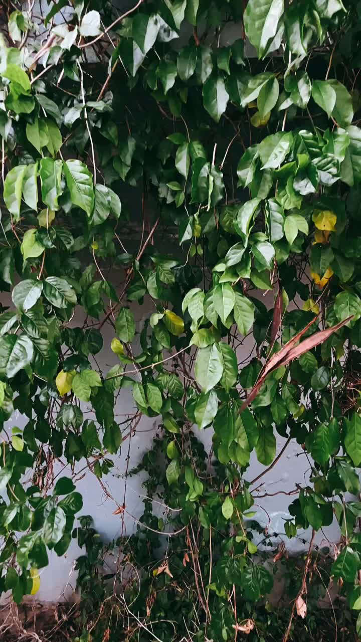 vides verdes que cubren una pared de color gris claro