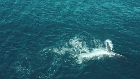 Imágenes-Aéreas-En-Cámara-Lenta-De-Una-Ballena-Jorobada-Nadando-En-Aguas-Tranquilas-Del-Océano-Azul,-Jugando,-Ballena-Jorobada-Escupiendo-Y-Chapoteando-En-La-Costa-De-Sydney-Durante-La-Migración