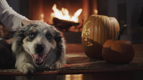 the owner pets the dog, which lies by the fireplace. halloween decorations nearby, warmth and comfort in the house