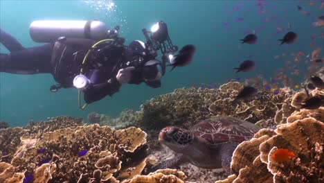 fotógrafo submarino tomando fotos de tortugas verdes en arrecifes de coral tropicales