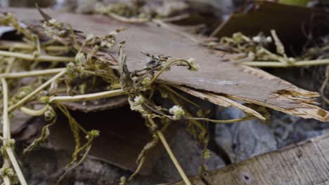 close up of fallen wooden plank covered with hay on street side