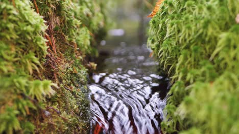 Un-Hermoso-Río-Pequeño-Bosque-En-Otoño