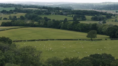 slow descending approach toward a sheep field in rural england with endless green fields