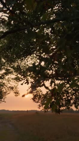 sunset through the trees