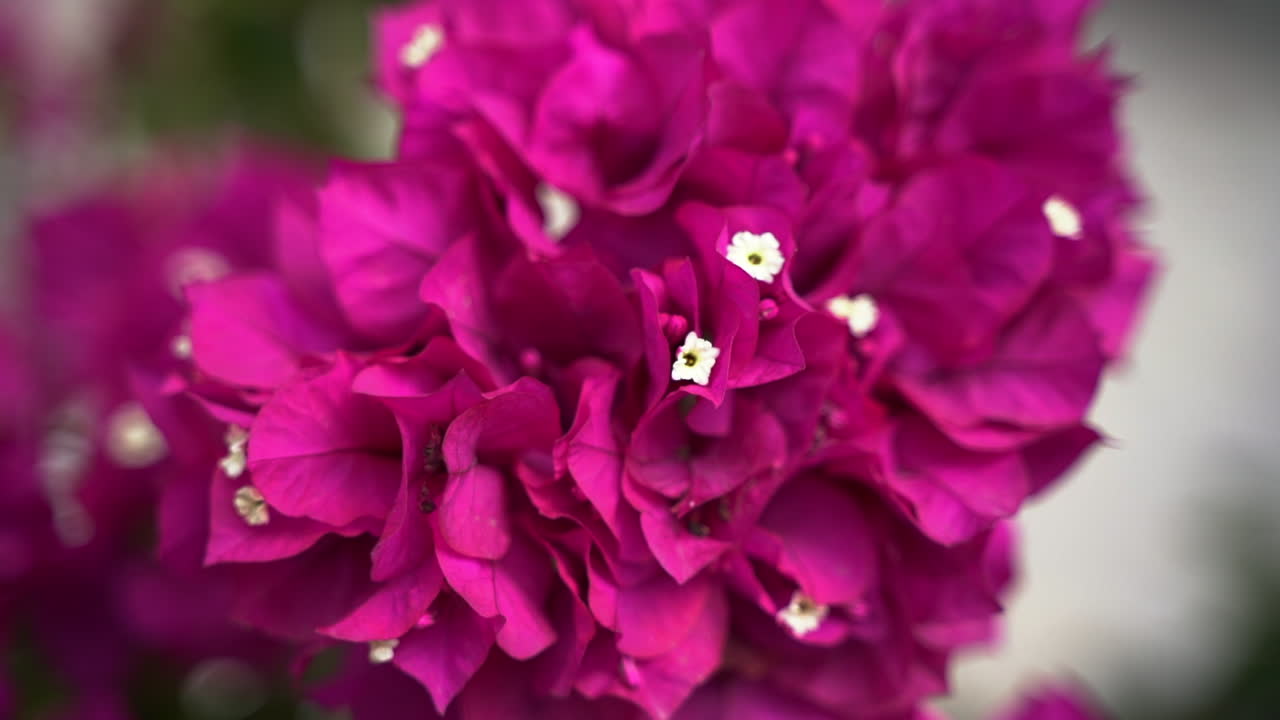 Majestic buds of pink flower bush, close up view