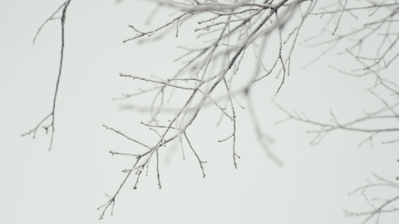 Low angle shot of leafless tree in a white winter day