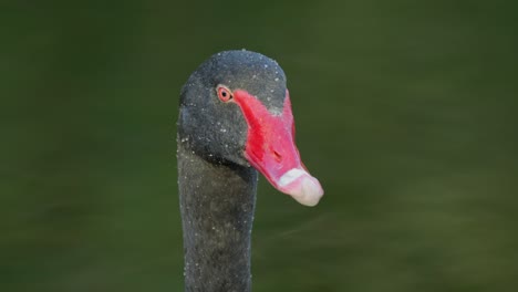 cerca del pico rojo y la cabeza de un cisne negro