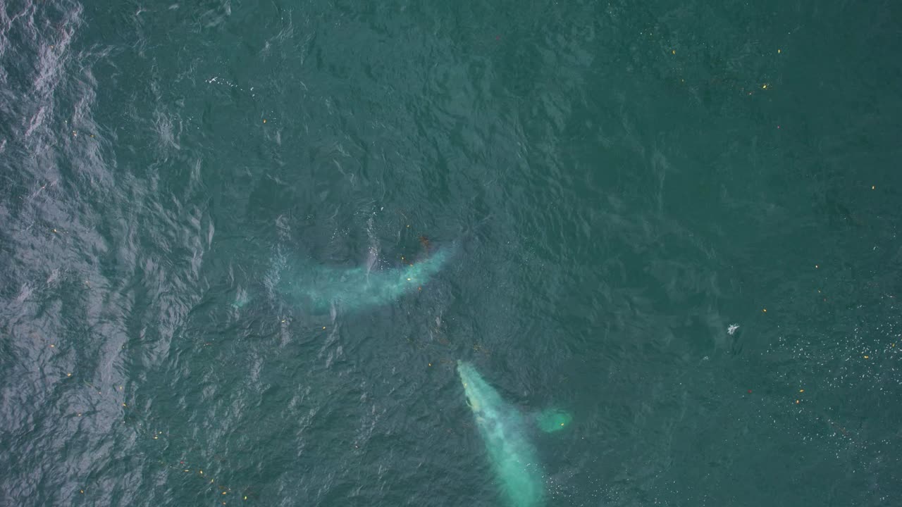 유혹 짝짓기 단계의 회색 고래 - 공중 보기