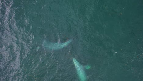 grey whales in the seduction mating phase - aerial view