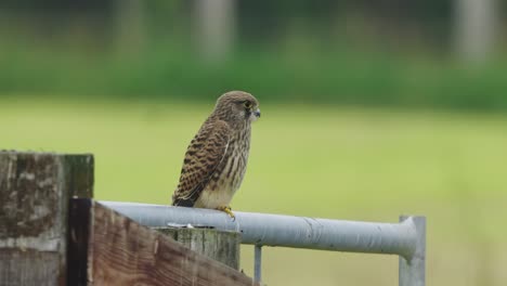 Pájaro-Cernícalo-Euroasiático-Solitario-Asentado-En-Una-Valla-De-Tubo