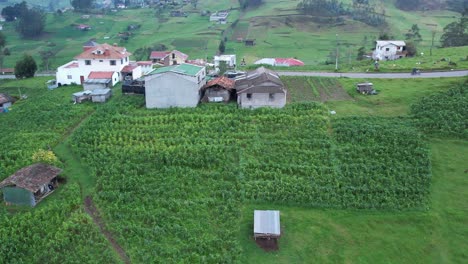 4k aerial drone view of rural farmland with green cornfields, cows grazing, and surrounding farms in ecuador. perfect for agriculture, livestock, and rural life projects.