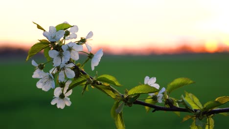 Verträumte-Nahaufnahme-Eines-Süßen-Kirschzweigs-In-Blüte-Bei-Sonnenuntergang