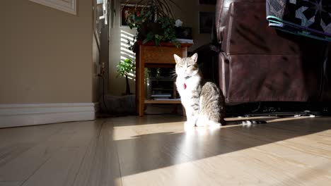 un lindo gato doméstico disfruta del sol que brilla a través de la ventana - vista deslizante de ángulo bajo