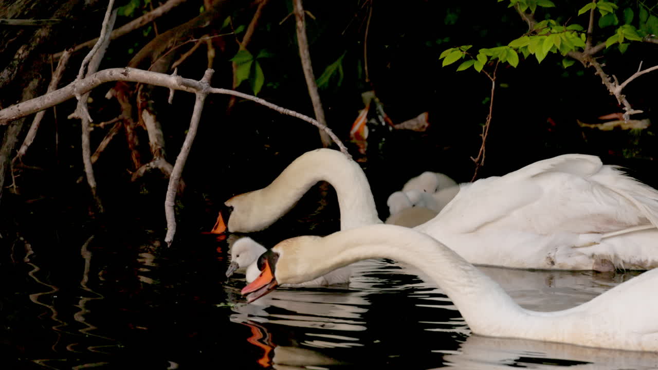 Slow-motion video of baby swans swimming alongside their parents for the first time.
