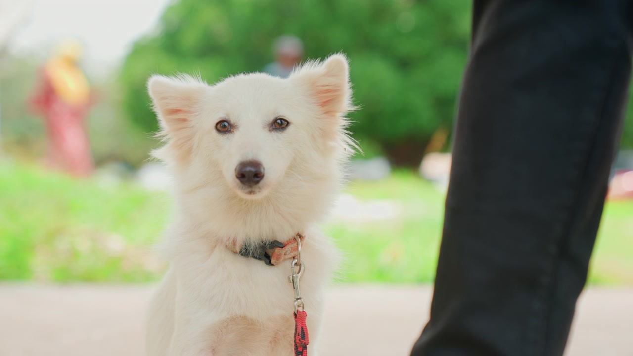 Small white dog sitting by owner leg on park sidewalk, collar and leash visible, attentive gaze with ears perked, calm companion waiting during casual urban walk, soft green bokeh and sunny daylight