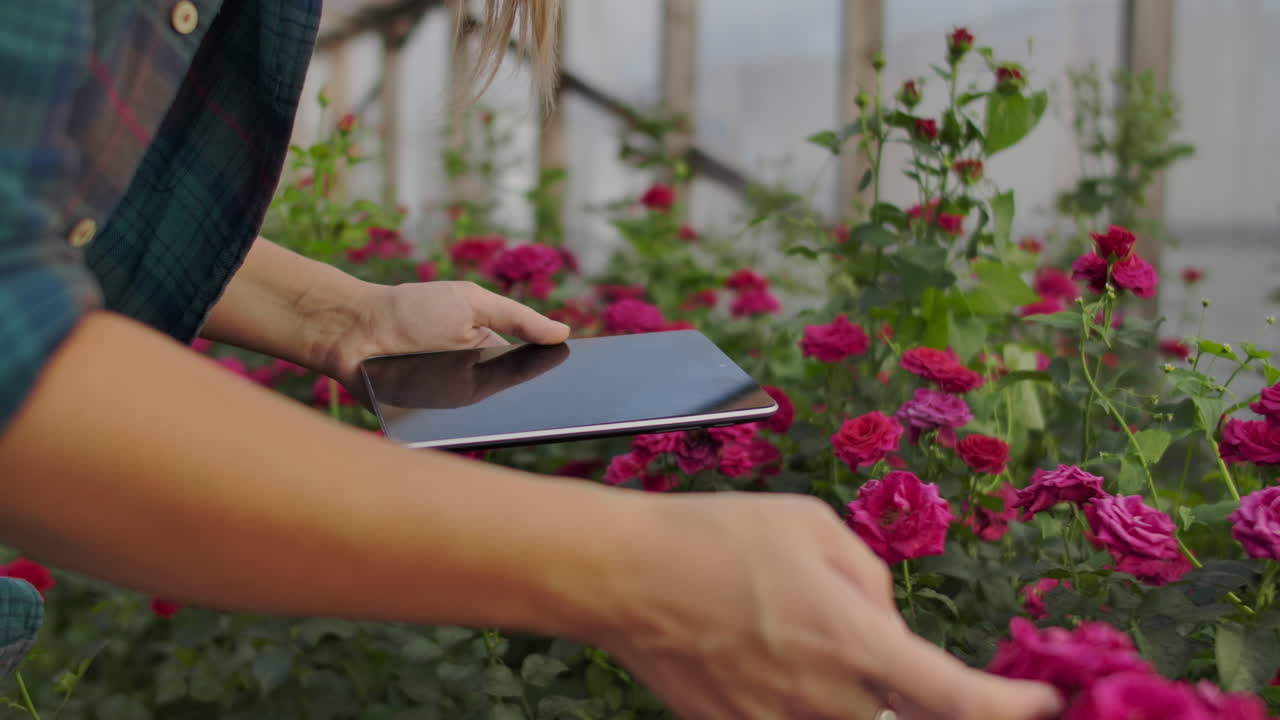 hermosa mujer florista camina a través del invernadero con una tableta de computadora comprueba las rosas cultivadas mantiene el seguimiento de la cosecha y comprueba la flor para clientes de negocios