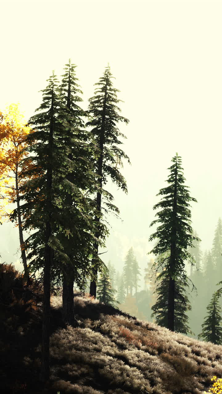 안개 가득한 가을 소나무 숲 풍경