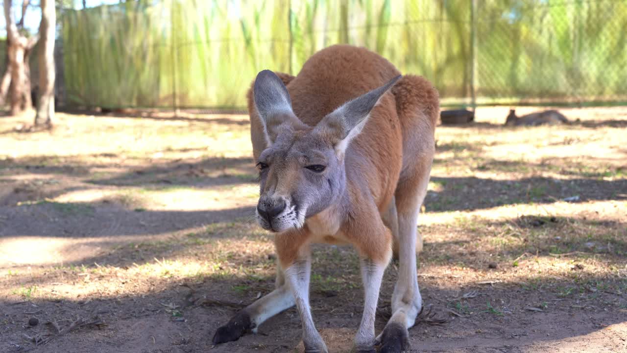 joven y curioso canguro rojo, macropus rufus sacudiendo la cabeza y batiendo las orejas para ahuyentar a las moscas y mosquitos, mientras mira a la cámara, toma de cerca de las especies nativas de la vida silvestre australiana
