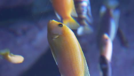 Fische-Schwimmen-In-Orangefarbenen-Farben-In-Einem-Aquarium