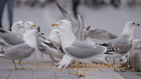 gaviotas alimentándose en una calle de la ciudad