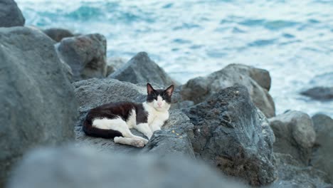 happy black and white cat sleeping on rocky ocean coastline in tenerife