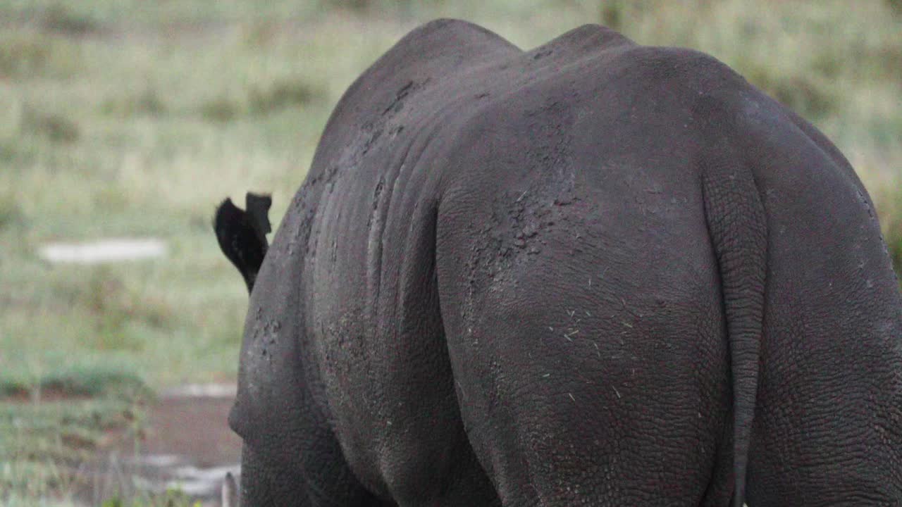 케냐 의  에서 먹이를 먹고 있는 검은 코소 의 뒷면 - 근접