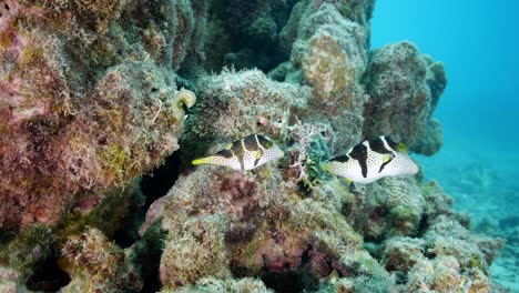 two cute valentine puffer fish enjoy the warm tropical water close to volcanic rock formation