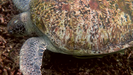 close up of huge female old big sea turtle swimming in deep blue ocean among coral reef, feeding on corals. close up. ocean wildlife