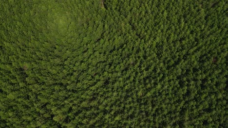 Vista-Aérea-Del-Exuberante-Bosque-Verde-Cerca-Del-Kilimanjaro,-Kenia