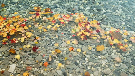 fall leaves floating on top of lake michigan