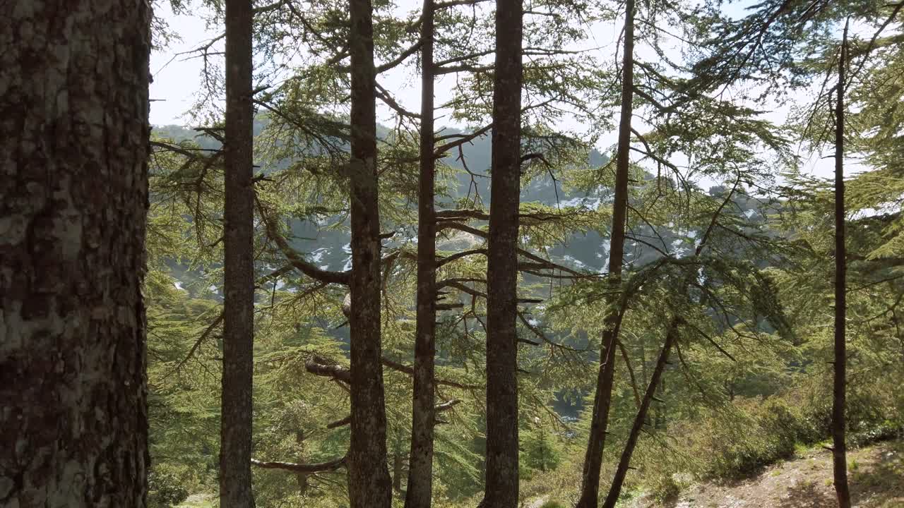 Close-up footage of Cedrus trees in sunny day, in atlas mountains,end of winter season - algeria - chrea national park