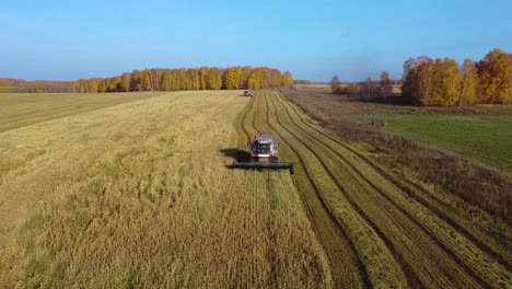 Große-Erntemaschine,-Die-Die-Ernte-Auf-Einem-Landwirtschaftlichen-Feld-Verarbeitet-Und-Auf-Die-Kamera-Zukommt