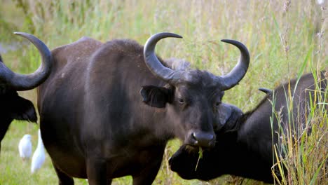 buffalos with bug horns grazing in the tall african grass with some white egrets in the background