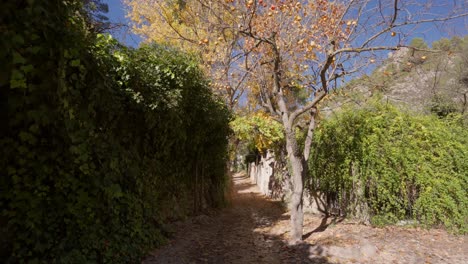 Path-in-mediterranean-forest-with-poplars,-trees,-passing-near-a-stone-cottage